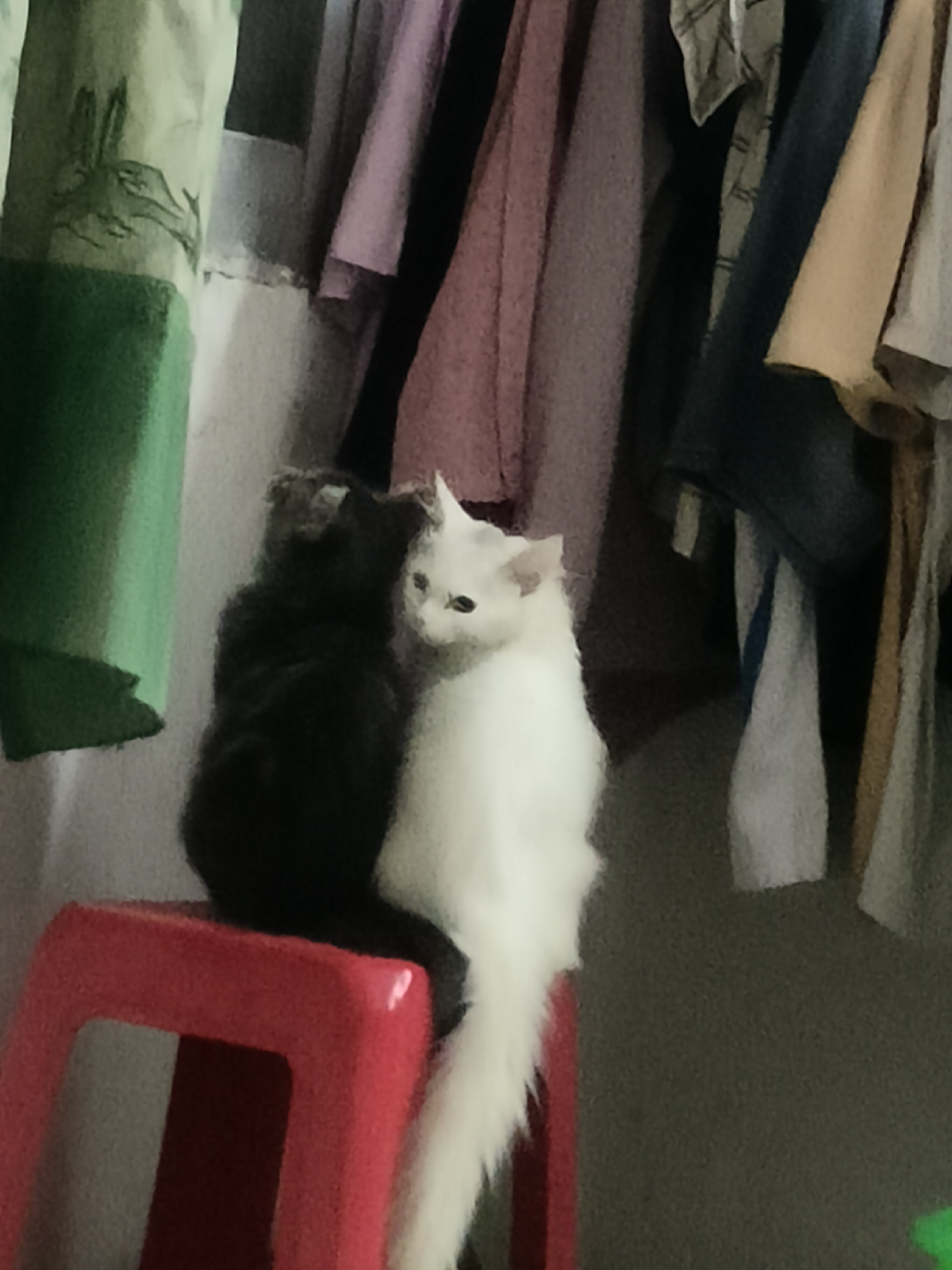 缅因杂交狮子猫，异瞳，大脚